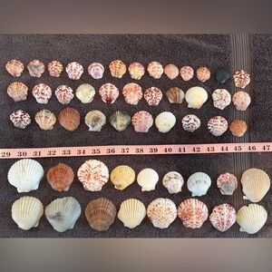 50 Sanibel Island Scallop Shells! Assorted
Shell Collection in multi colors.